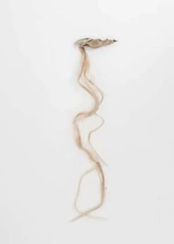 RuiFICELLE THORNS BROOCH - Gold -Grami Jean Shop FICELLE THORNS BROOCH 20221025053834 1